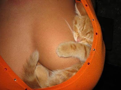 Firefox+Boob+Logo.bmp