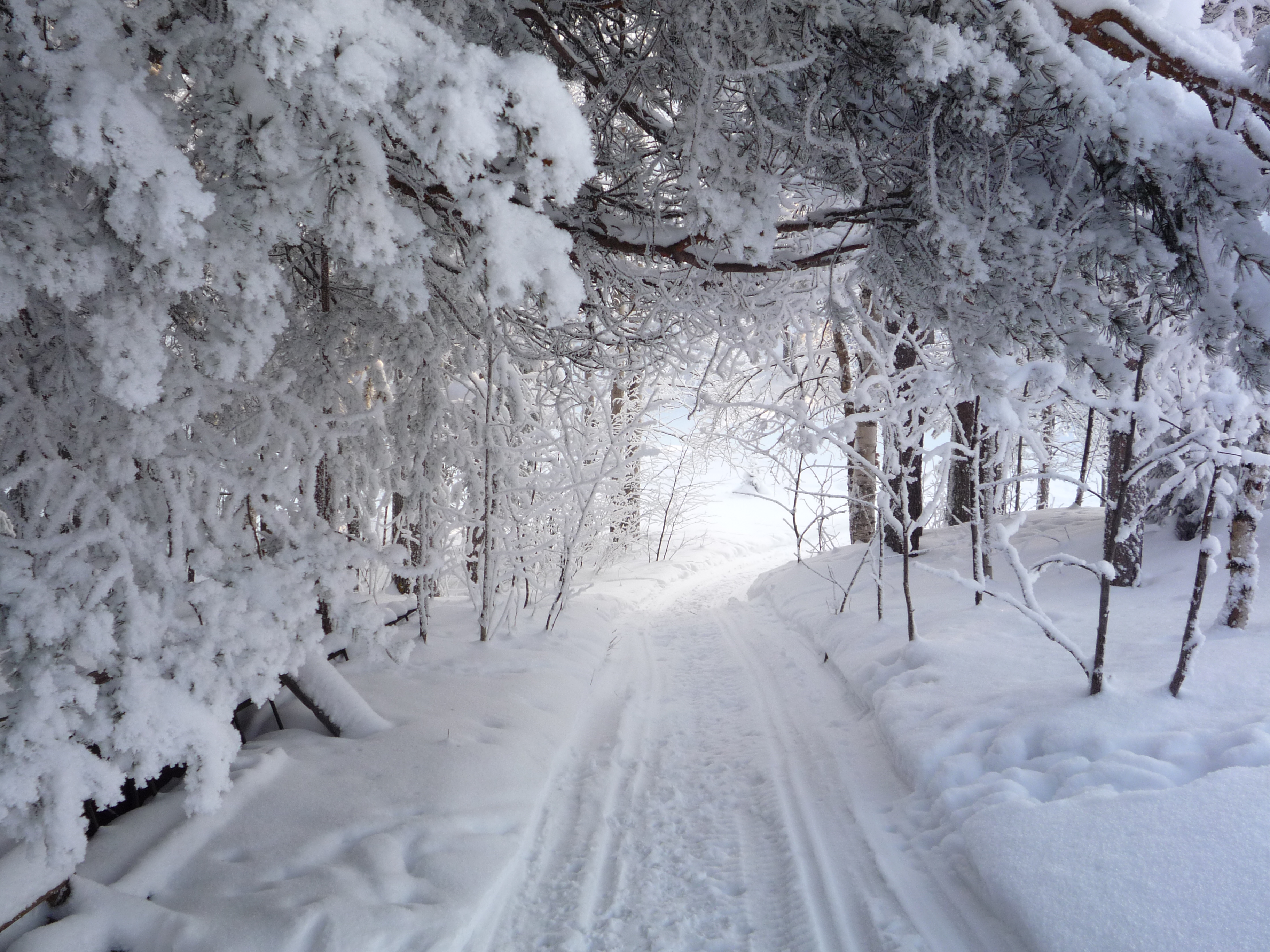 Chemin-dans-la-neige-sous-bois-enneigé.jpg