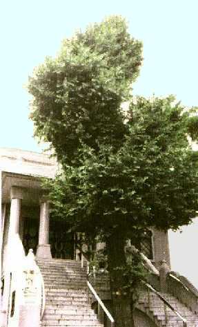 mqsdpl05.jpg