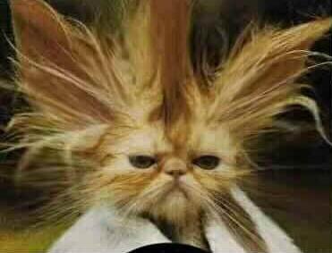 Bad%20Hair%20Day.jpg
