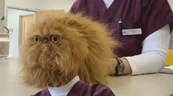 4259422125_a22b32a96e_o.gif