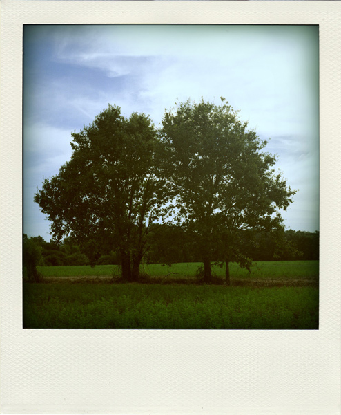 20081023073050_img309-pola03.jpg