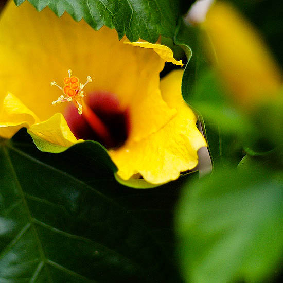 fleur.jpg