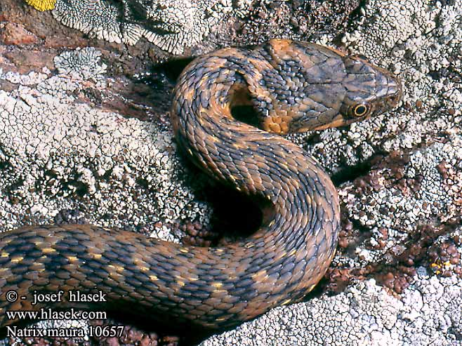 natrix_maura_10657.jpg