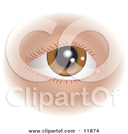 11874-Brown-Human-Eye-And-Eyelashes-Clipart-Illustration.jpg