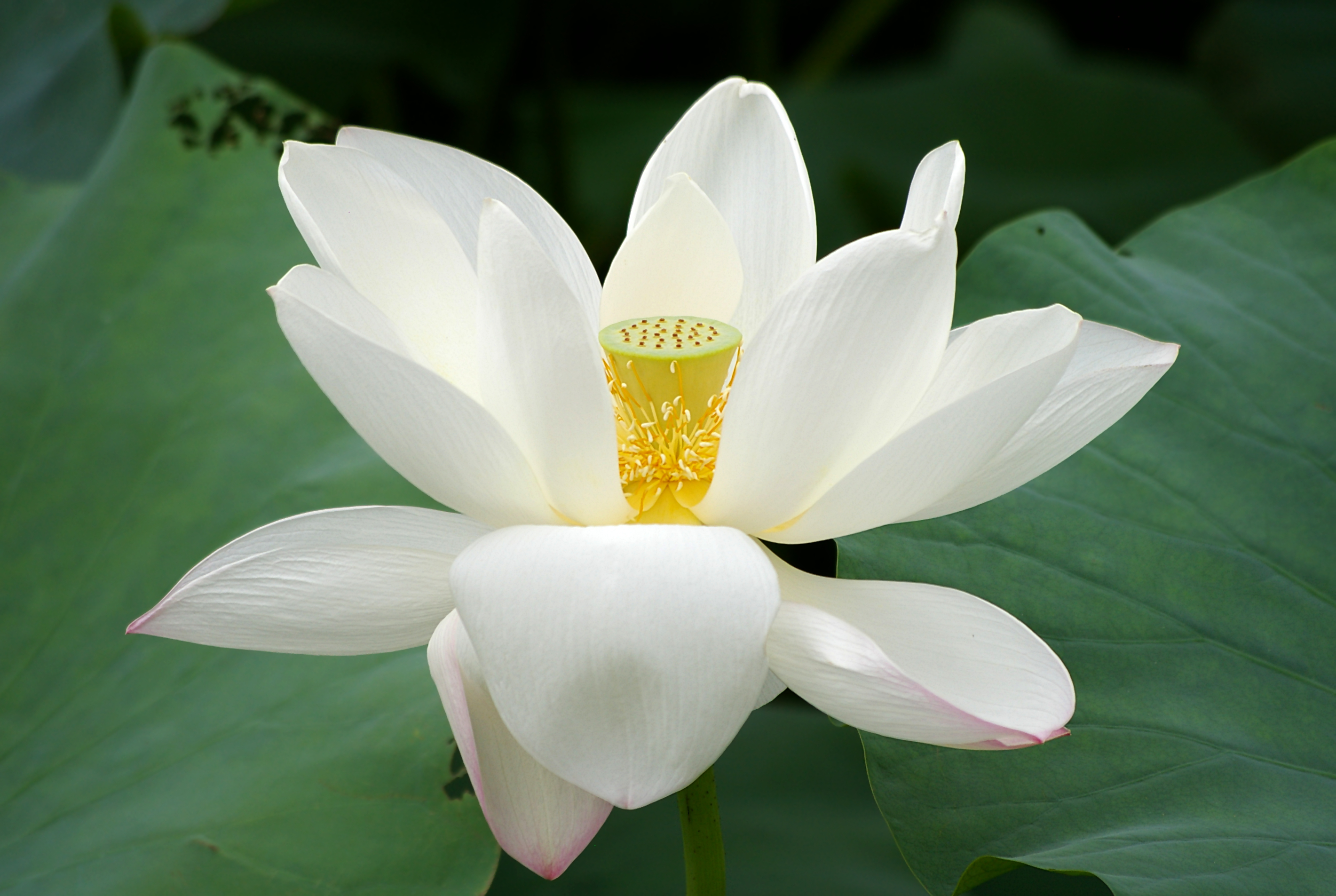 20090809_Lotus_flower_2736.jpg