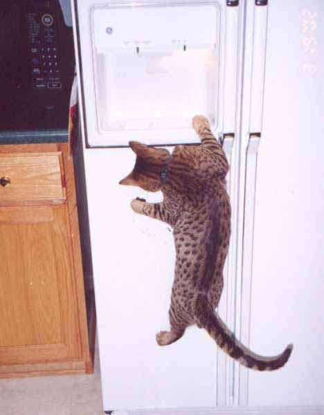 animaux-2.jpg