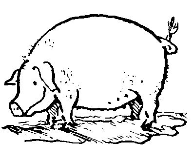 schwein.jpg