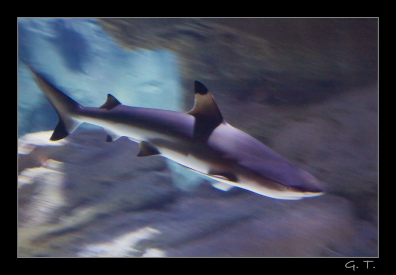 jaws.jpg