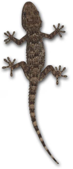 gecko.jpg