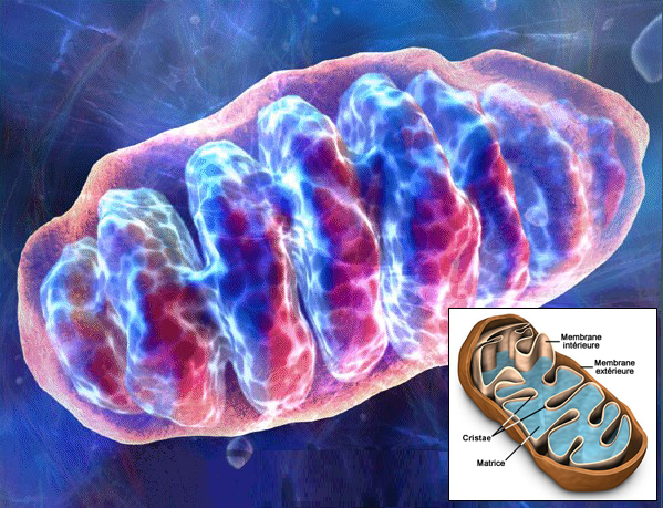 mitochondrie-dwg.jpg