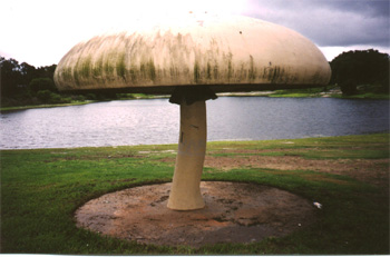 mushroom.jpg