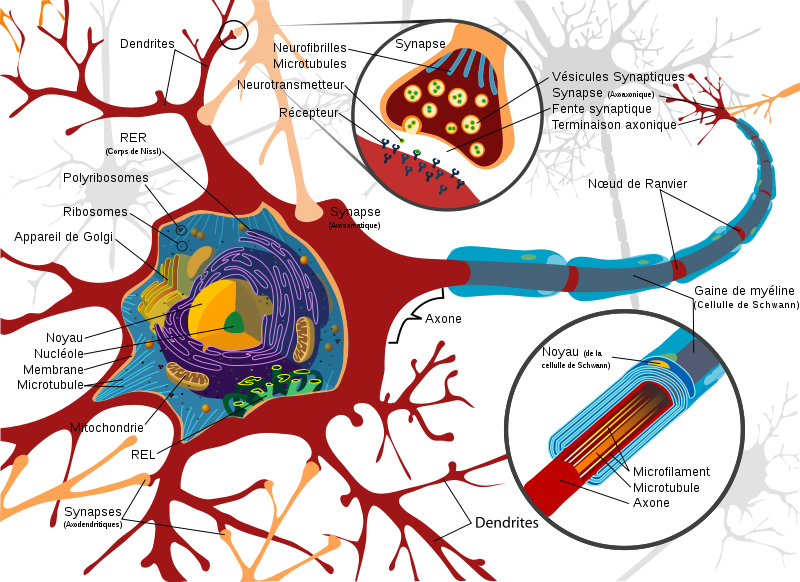 neurone-axone-dendrite-synapse.png