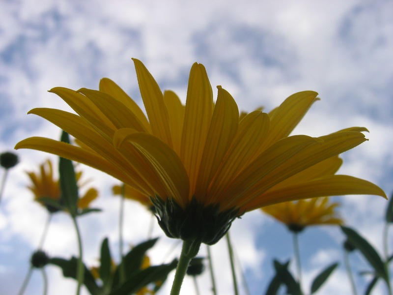 fleur.JPG
