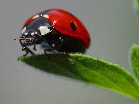 Coccinelle001.jpg