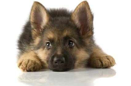proprete_chiot_berger_allemand.jpg