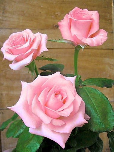 rose-rose-noblesse-jpg.jpg