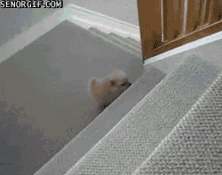 tumblr_ly2bkaiS9V1r9iyl8o1_250.gif