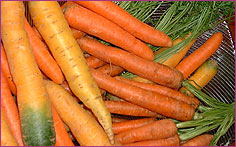 carottes1.jpg