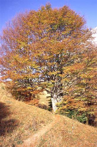 arbre_automne.jpg