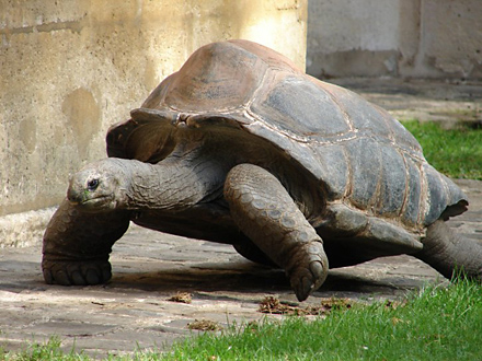 tortue.jpg