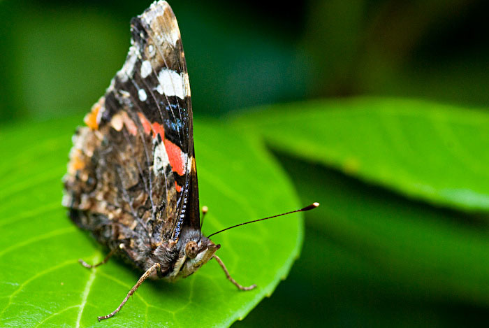 papillon1.jpg