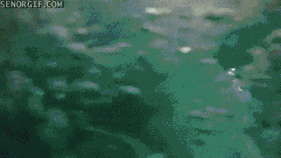 gif_02.gif