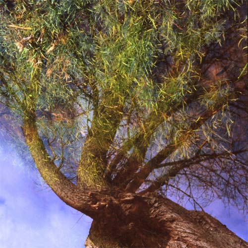 arbre2.jpg