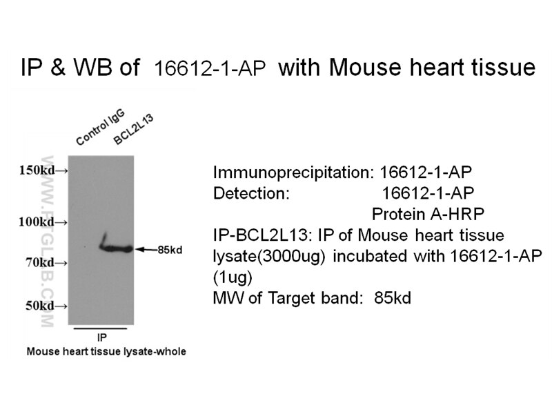 BCL2L13-Antibody-16612-1-AP-IP-810.jpg