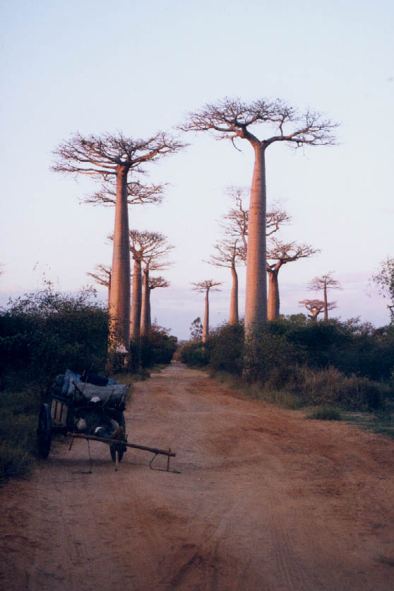 allee-des-baobabs.jpg