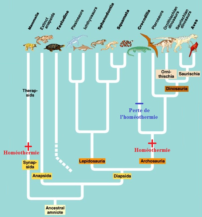Amniote_Phylogeny2.jpg