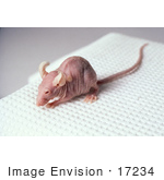 17234-picture-of-a-nude-mouse-by-jvpd.jpg