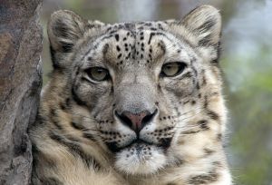 leopard-des-neiges.jpg