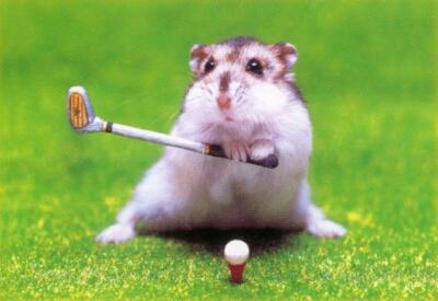 hamster-golf.jpg