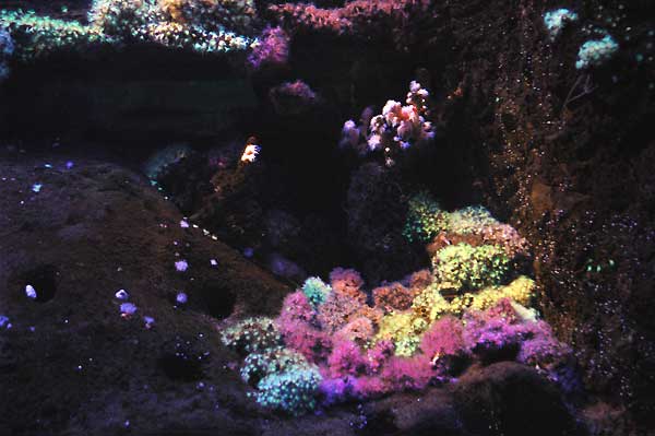 bac-coraux.jpg