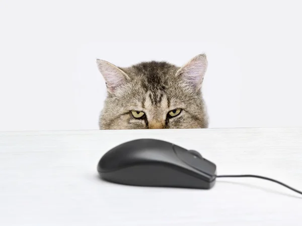 depositphotos_10805301-stock-photo-cat-hunts-a-computer-mouse.jpg