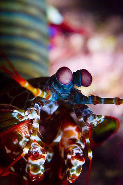Mantis_Shrimp.jpg