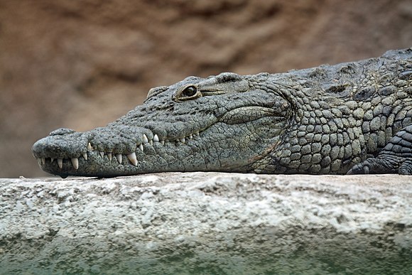 580px-Nile_crocodile_head.jpg